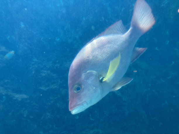 snapper