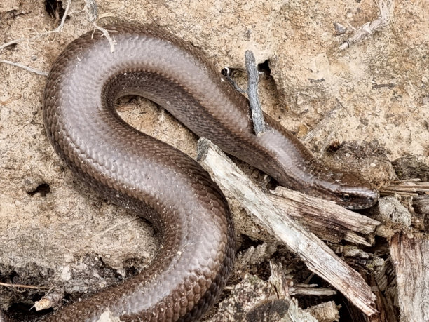copperhead