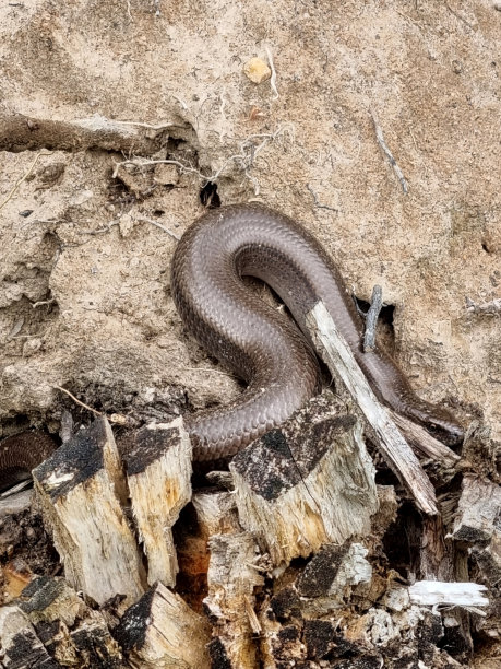 copperhead