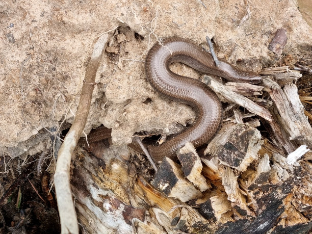 copperhead