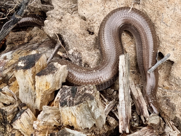 copperhead