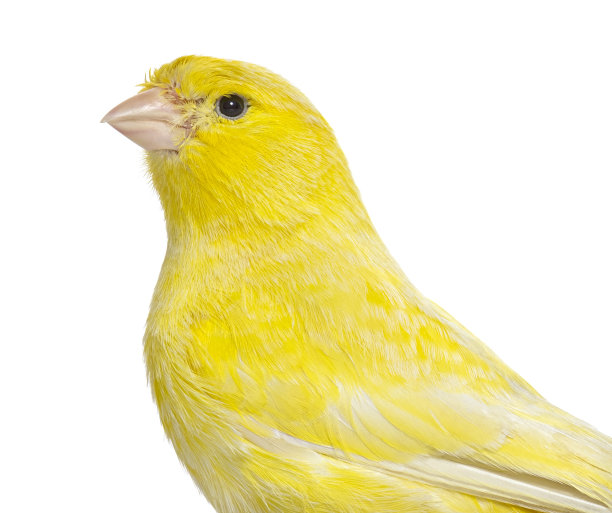 canary