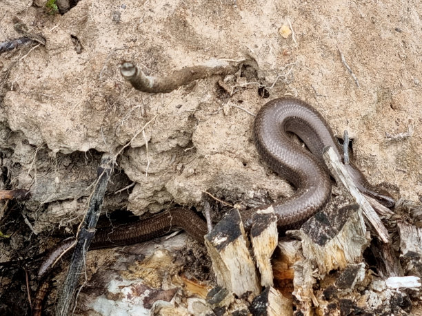 copperhead
