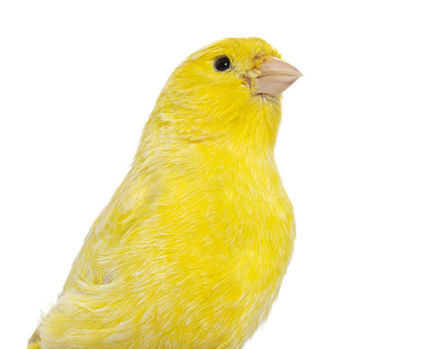canary