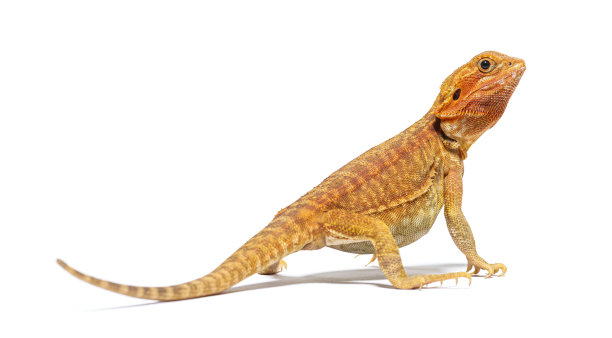 pogona