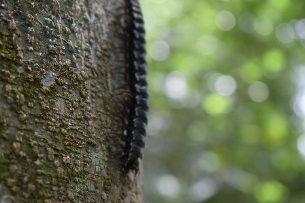 millipede