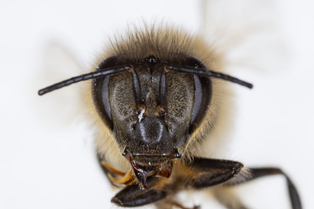 beekeeper