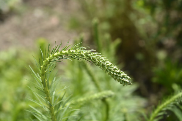liatris