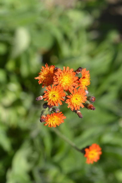 hawkweed