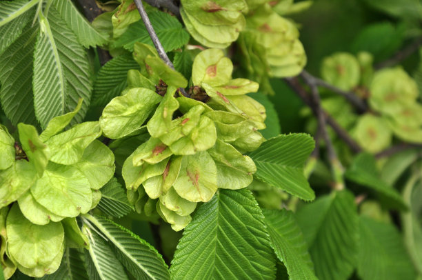 elm