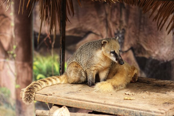 coatimundi