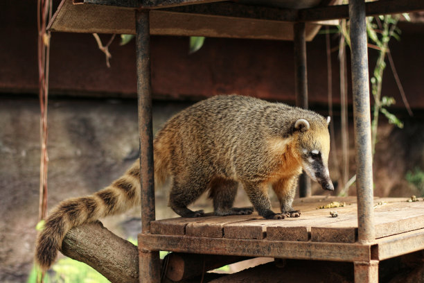 coatimundi