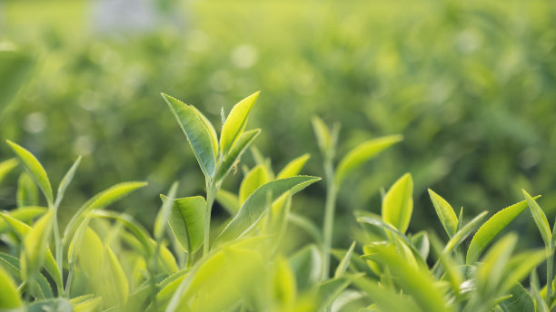茶