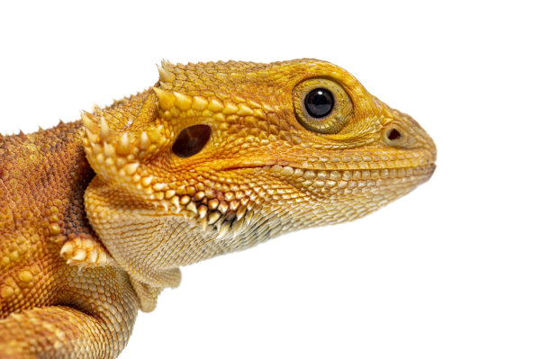 pogona