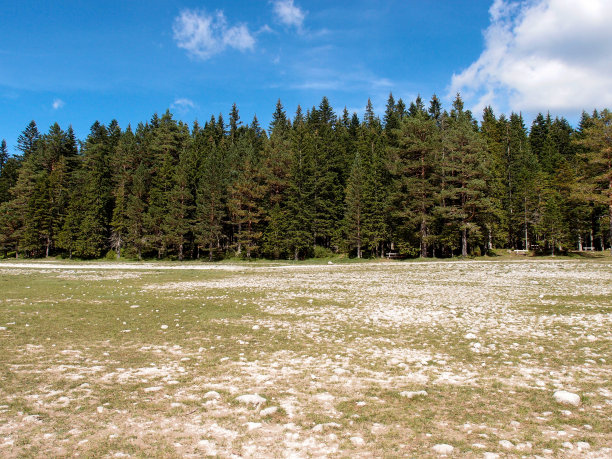 户外蓝天白云草地树林图片