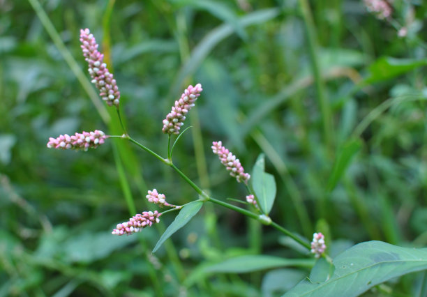 polygonum
