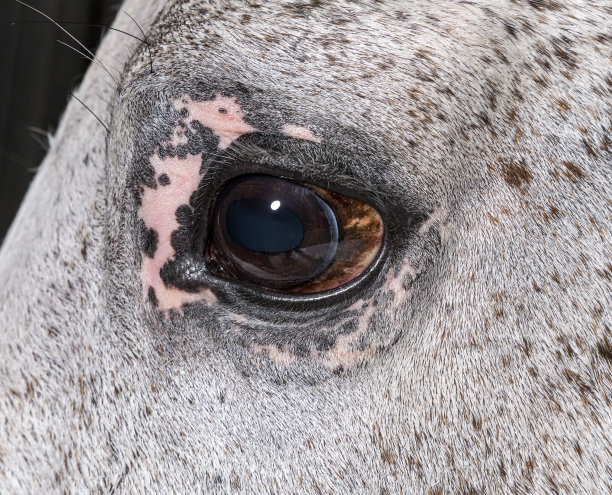 马匹眼睛特写素材