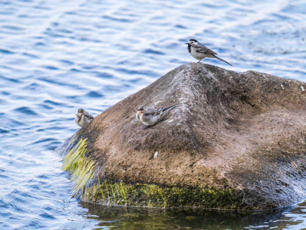 wagtail