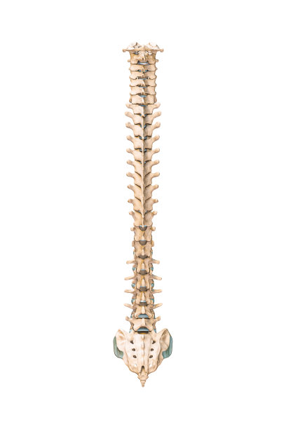 bone