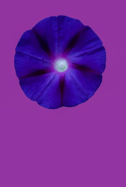 精美圆形渐变花纹图案