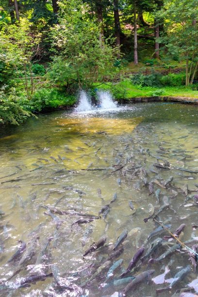 salmo