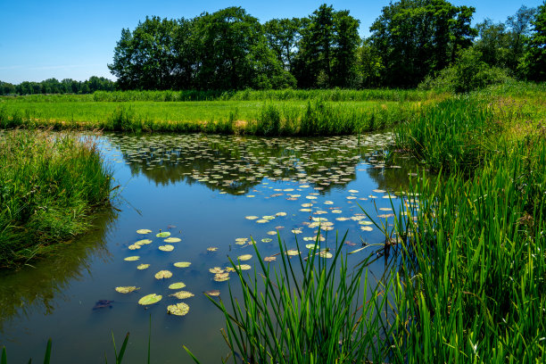 ponds