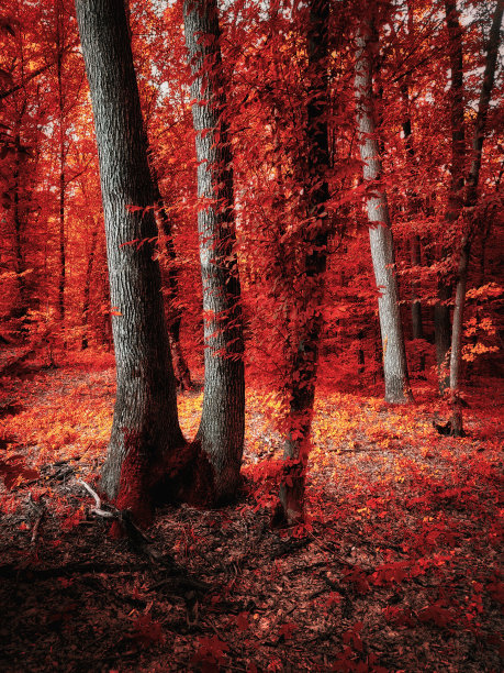 maple