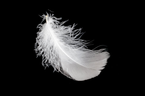 plumage