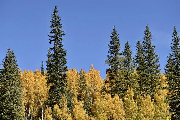 aspen