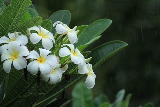 夹竹桃,鲜花盛开,花簇