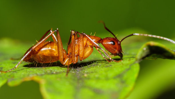 arthropod