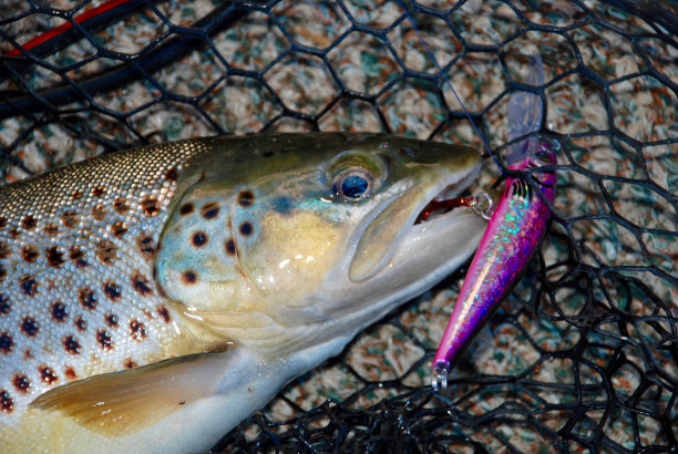 salvelinus