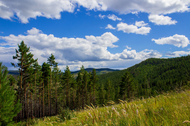 户外蓝天白云草地树林图片