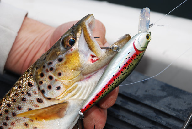 salvelinus