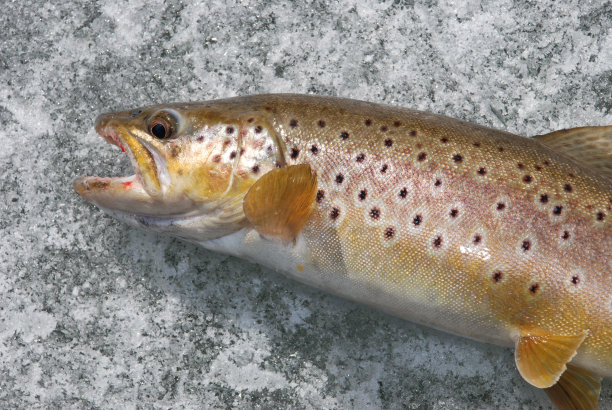 salvelinus