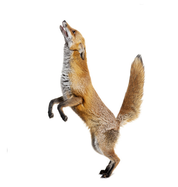 fox