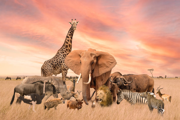 wildlife