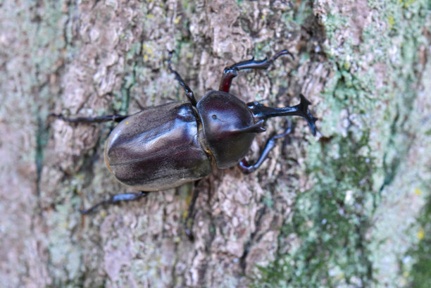 beetles