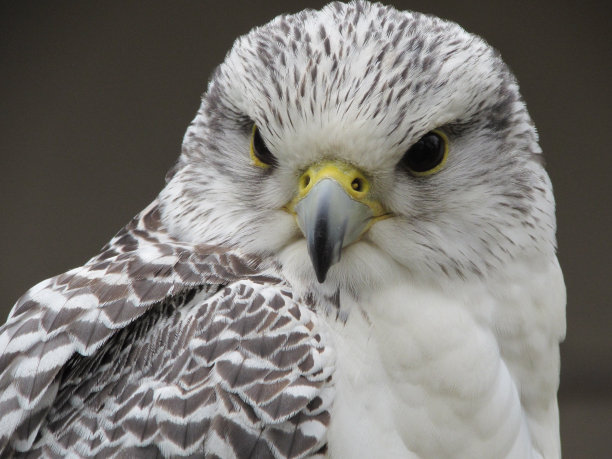 falcon