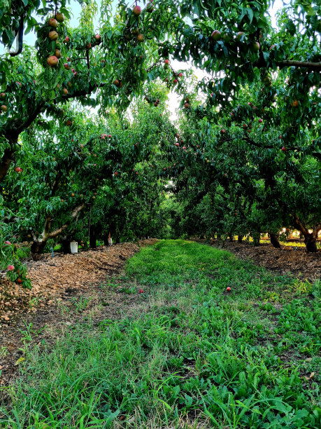 orchard