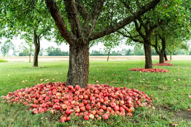 农家苹果干
