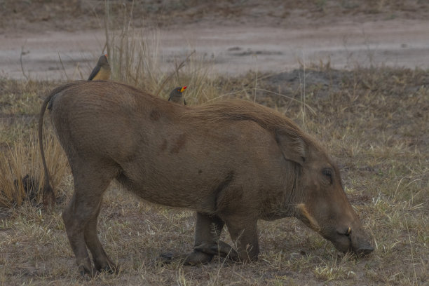 phacochoerus