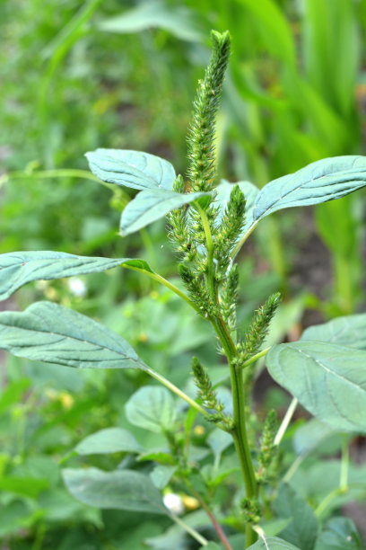 gomphrena