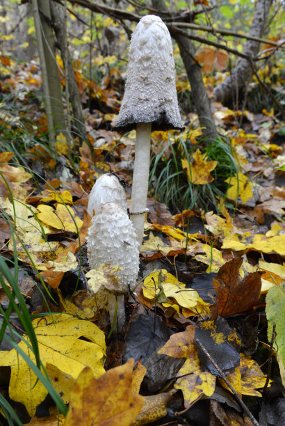coprinus
