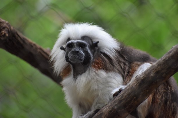 saguinus