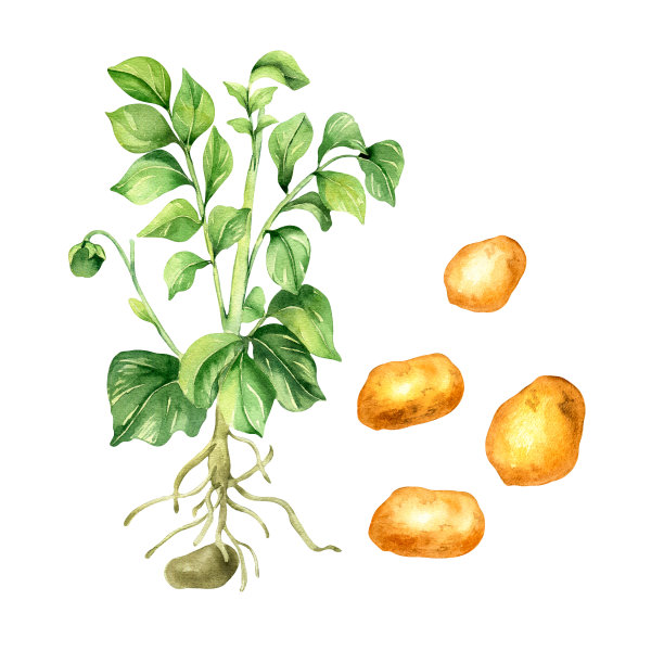 番薯绘画
