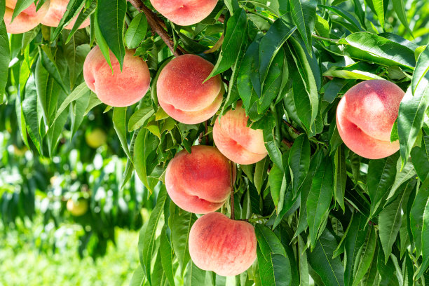 peach