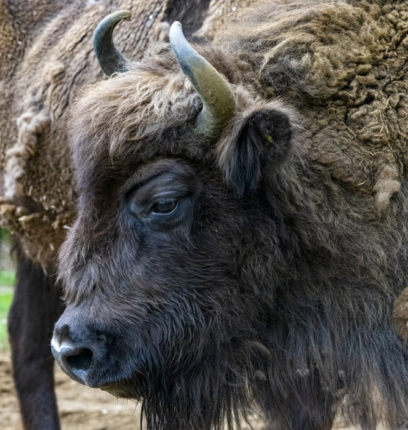 bison