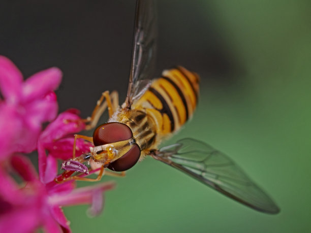 pollination