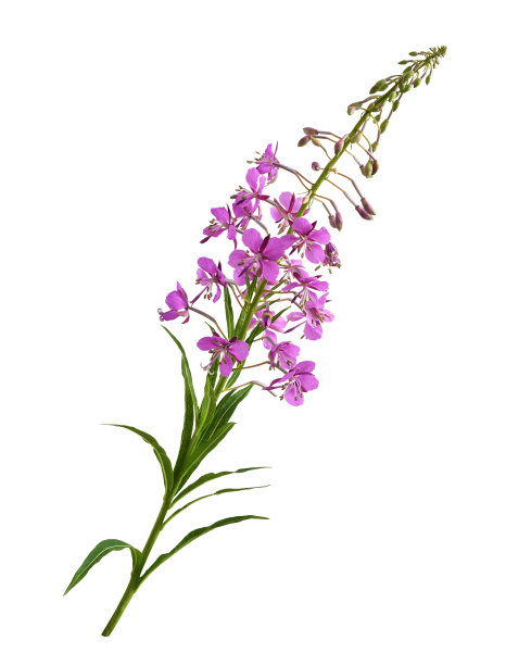 epilobium